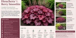 Heuchera Berry Smoothie Complete Growing Guide, Care Tips, and Landscape Ideas - Heuchera Berry Smoothie